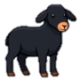 Borrego Prairie Sheep