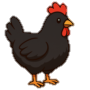 Gallina Creole Scelte