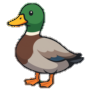 Pato Herr Ente
